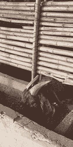 花生秧会让山羊回奶吗