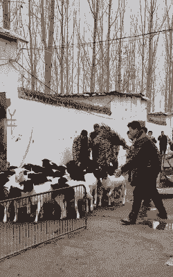 山东山羊养殖基地嘉祥县