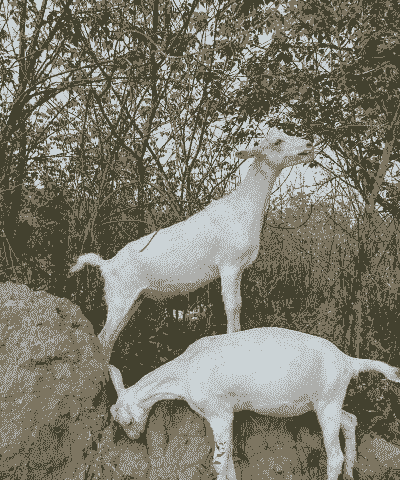 萨能奶山山羊适合圈养吗