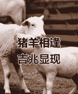 养猪可以和山羊一起吗