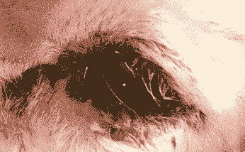 山羊传染性角膜结膜炎