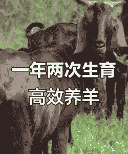 山羊一年两窝的方法