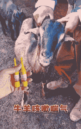 山羊大面积咳嗽怎么回事