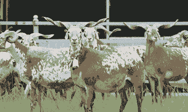 红鹿山羊一年能下几只