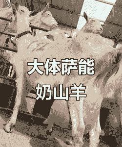 最大山羊有多大那有卖的