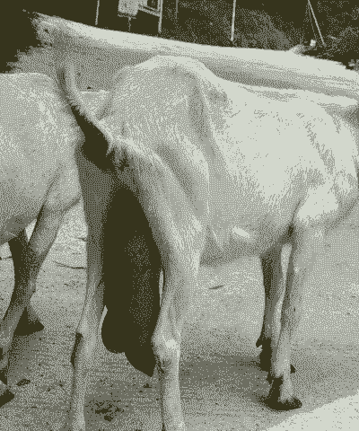 绵阳逗能传染给山羊吗