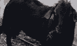 山羊出肉率的计算方法