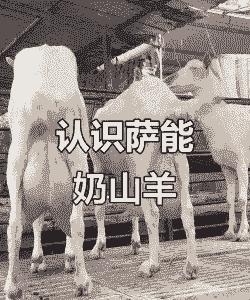 西农奶山羊与萨能区别