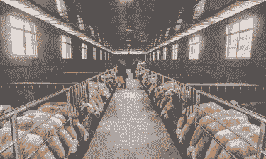 五莲山羊养殖场