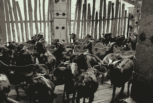 四川山羊养殖基地在哪里