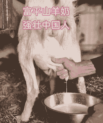 山羊崽一次喝多少奶