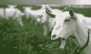 什么是西农莎能奶山羊