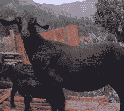 湖南山羊肉用品种