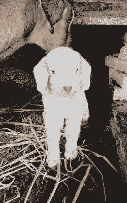 刚生的小山羊有多重