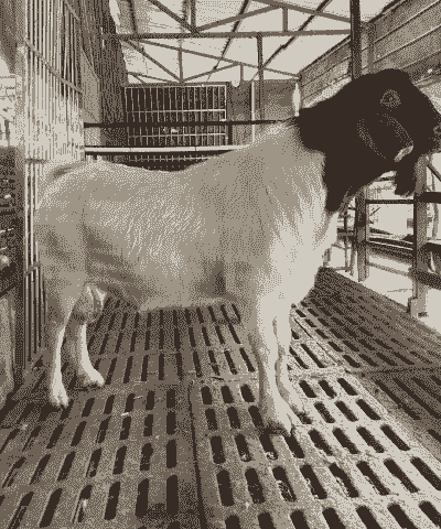 安微养羊吧波尔山羊吧