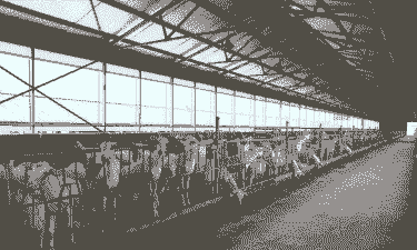 城步西岩奶山羊养直