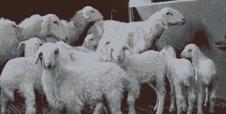 奶山羊产后多长时间发情