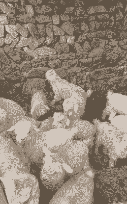 山羊刚下完羔能挠绒吗