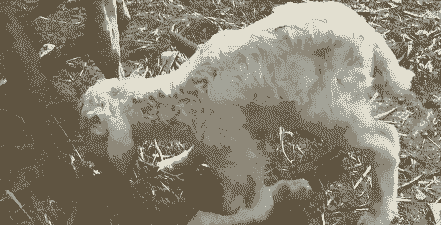 小山羊后腿站不起耒