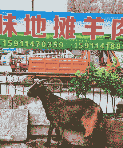 养抗寒山羊去哪里买啊