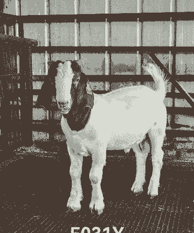 襄樊波尔山羊养殖场花机