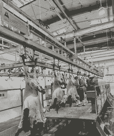 贵阳山羊屠宰场在哪里