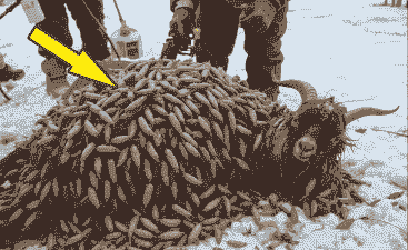 山羊基因组抗寄生虫