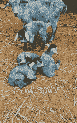 青山羊一胎能下几只