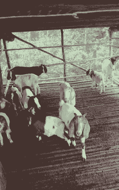 塑养山羊一般吃什么