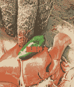 山羊传染性胆囊肿大病