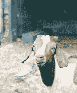 波尔山羊一窝产几羔