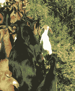 百色黄山羊养殖场