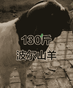 波尔山羊一天出几斤奶