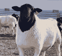 杜泊羊和波尔山羊哪个好