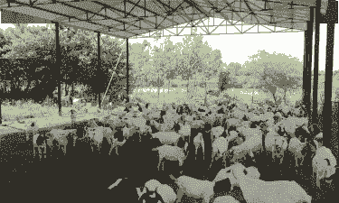 随州华大波尔山羊合作社