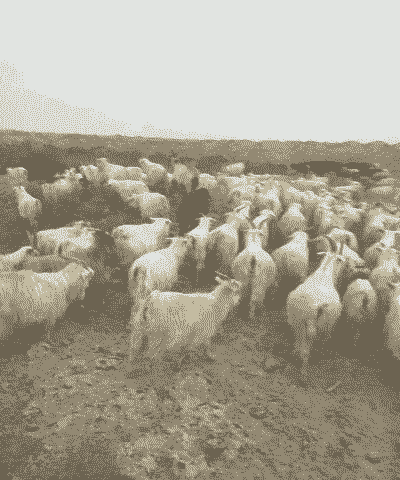 库车小山羊一只多重