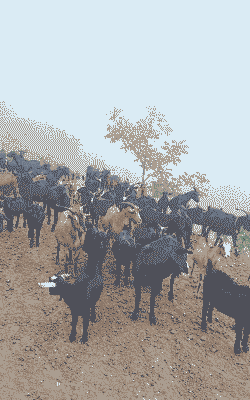 昭通有那几处山羊养殖场