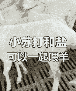 山羊大概多久喂一次盐