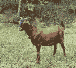 四川地区好的山羊品种