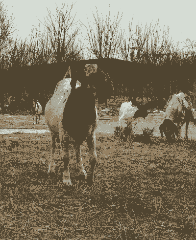 嘉祥县 畜牧局波尔山羊