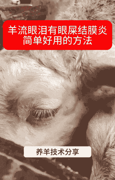 山羊角膜炎怎么治