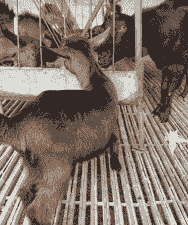 辽宁红鹿奶山羊哪块有卖