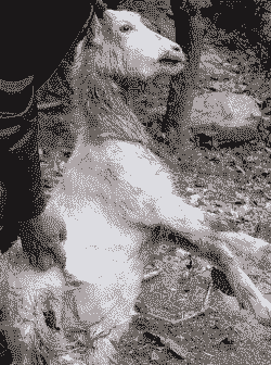 山羊传染性化脓性脓包