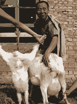 山羊怀孕多长时间产羔