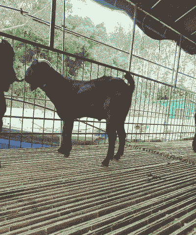 哪里有卖怒比亚山羊的