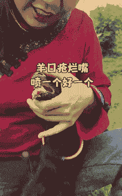 奶山羊的嘴烂怎么办