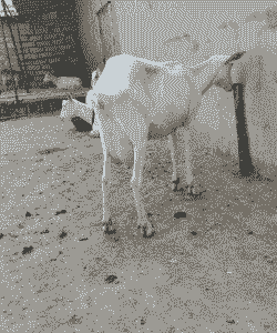 有角奶山羊抗病力强吗