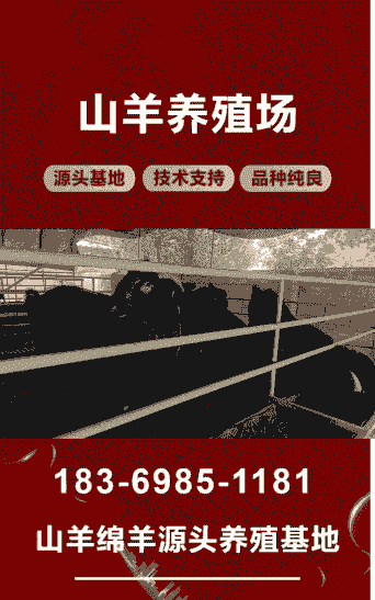 山东省哪里买小尾山羊