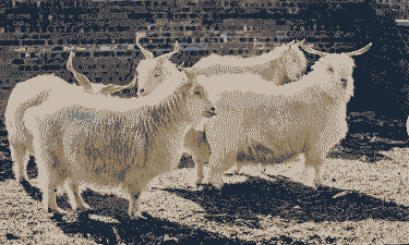 陕北白绒山羊繁殖怎么样