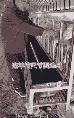 山羊产羔舍的尺寸是多少